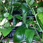VERTICAL HYDROPONIC SYSTEM - FOUR WALLS SMALL 4SM
