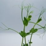 microgreens_spirer_produkter_ært