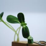 microgreens_spirer_produkter_solsikke